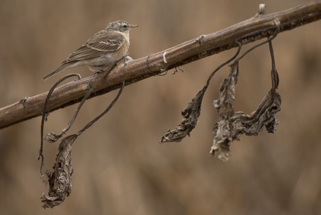 Spioncello (Anthus spinoletta)